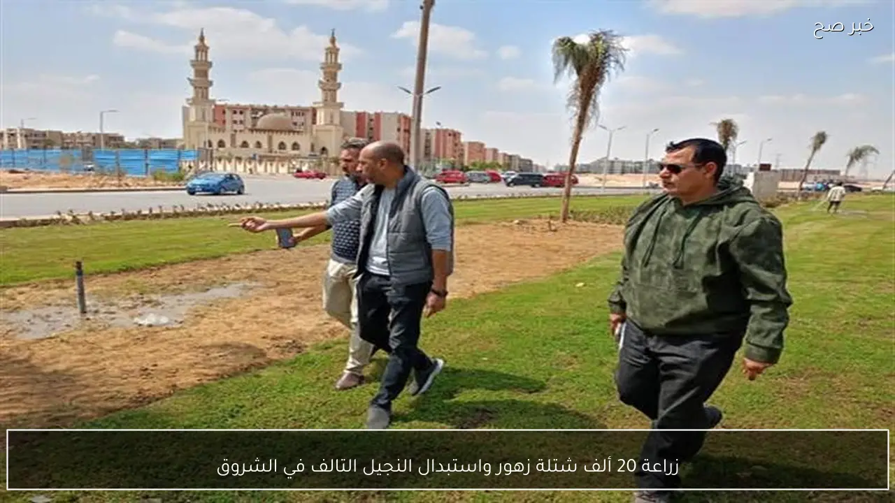 زراعة 20 ألف شتلة زهور واستبدال النجيل التالف في الشروق