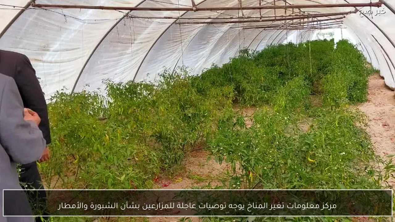 مركز معلومات تغير المناخ يوجه توصيات عاجلة للمزارعين بشأن الشبورة والأمطار